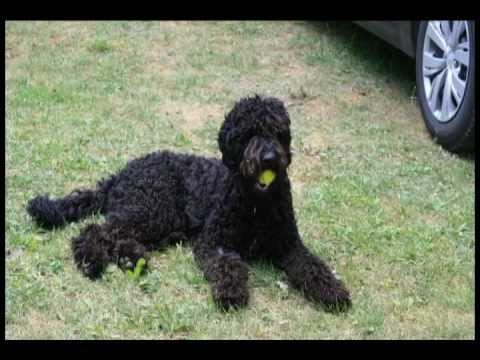 frodo! - youtube