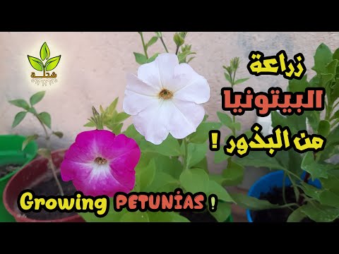زراعة البيتونيا من البذور في المنزل      