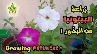 زراعة البيتونيا من البذور في المنزل  |  Growing petunias from seeds at home