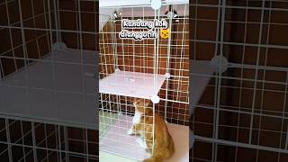 Kandang Cacha gak dianggurin dong 😸😻 #cutecat #cats #kitten