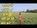            chane me flowering kese badaye rvg202chana