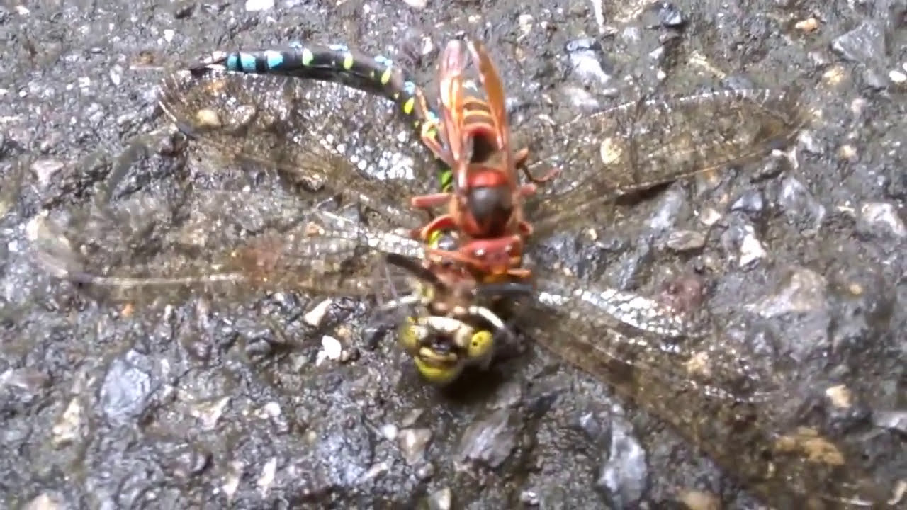 Dragonfly vs. battle heart taken out Pt. 1 YouTube