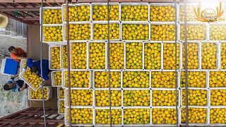 Live: Modern machinery used to harvest navel oranges in C China – Ep. 3