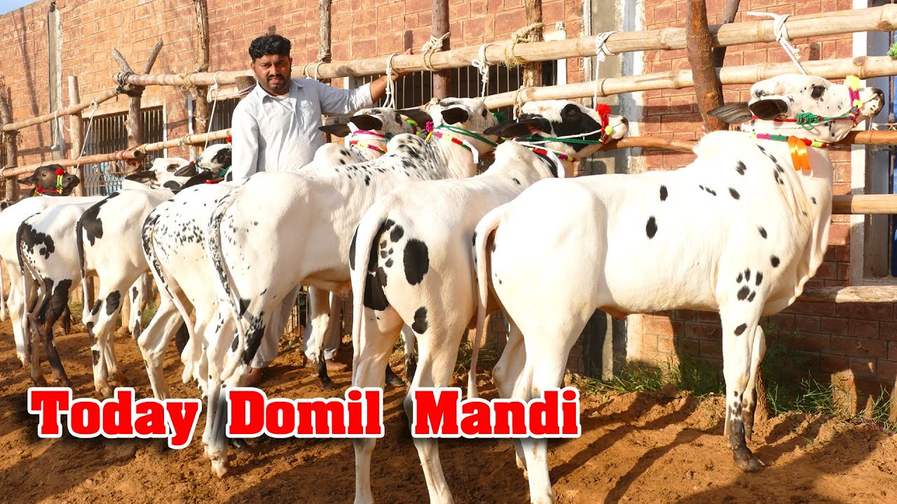 Today Domail Mandi Fatehjang Rate’s update01Nov2024-Part01Sunny Video Fateh Jang Cow Mandi 2024