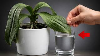 Orchid Leaves Are Soft and Wrinkled? NOT Thirsty! screenshot 4