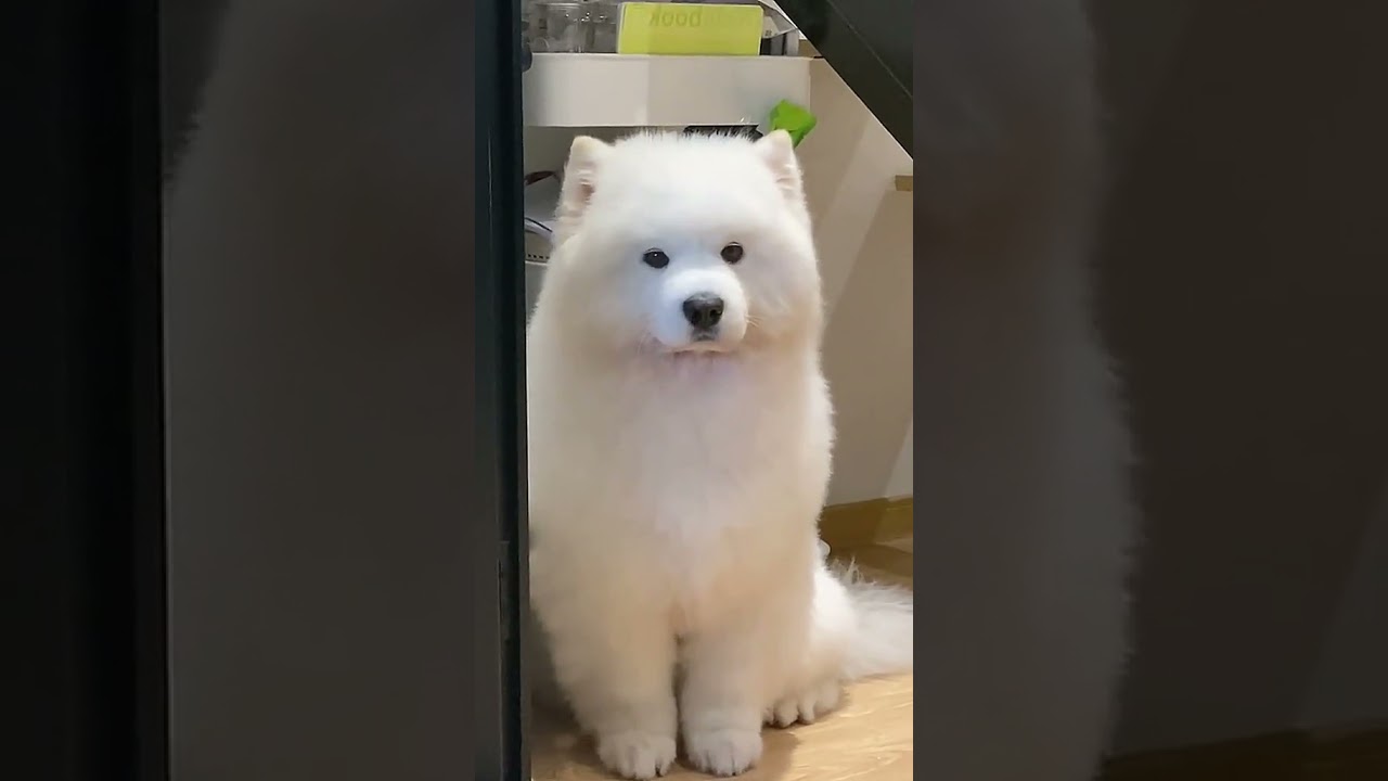 Everyday Life with a Silly Pet - Hilarious Door Sitting Moments