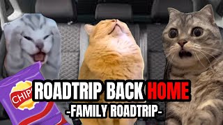CAT MEMES: ROADTRIP BACK HOME