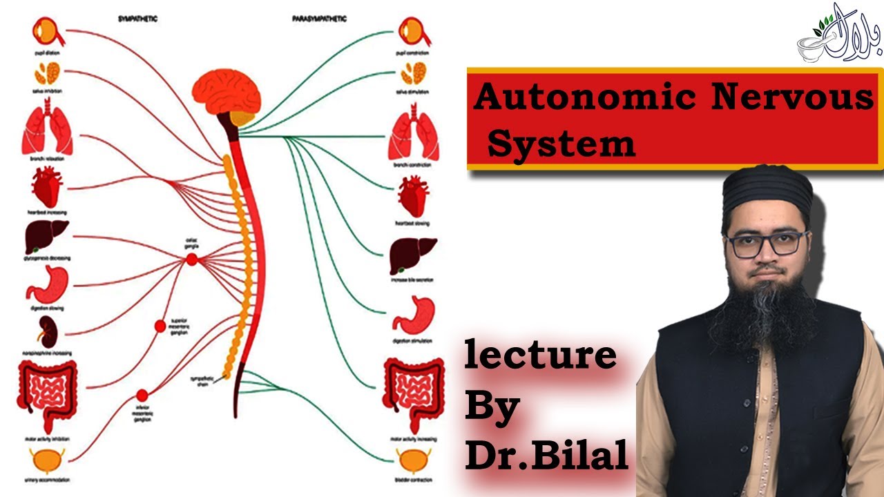Autonomic Nervous System #neurology#neuroanatomy#neuroscience