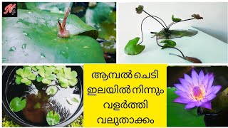 How to grow water lily from leaf(with updates)|Grow water lily at home|leaf propagation of waterlily