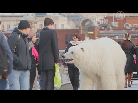 Белый медведь прогулялся по улицам Лондона (новости)