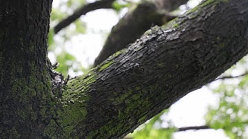 The Saga of Survival @IISER Pune