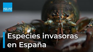 Especies INVASORAS en ESPAÑA  