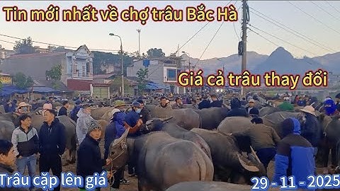Giá cả Trâu thay đổi Trâu cặp lên giá ( Chợ Trâu Bắc Hà ngày 29 tháng 11 năm 2025 )