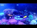 London Aquarium Sea Life Center MUST SEE | London Touristic Attraction