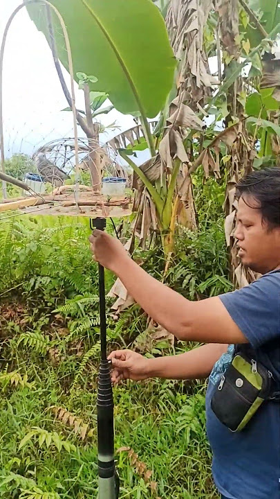 Mikat lagi kawan #merbok #burungperkututlokal #perkutut #pikat #sangkarjebak #pemikatburung
