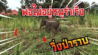 ข่าวด่วนวันนี้ ลูกช้างหลุด วิ่งไม่สนเเม่ คนระเเวง elephant thailand
