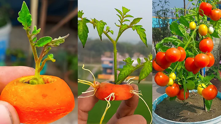 Grow tomatoes for your family with this method using Carrot, you won't have to buy tomatoes anymore