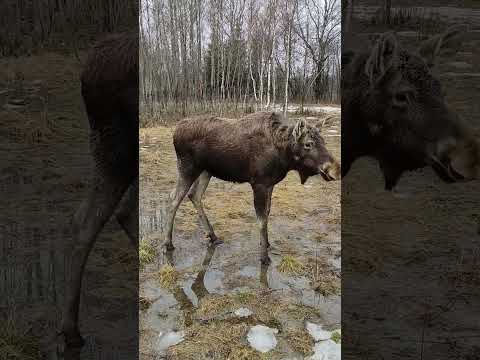 Лось, близко, в Подмосковном сафари-парке #забавныеживотные #лось #лоси #moose #wildanimals #shorts