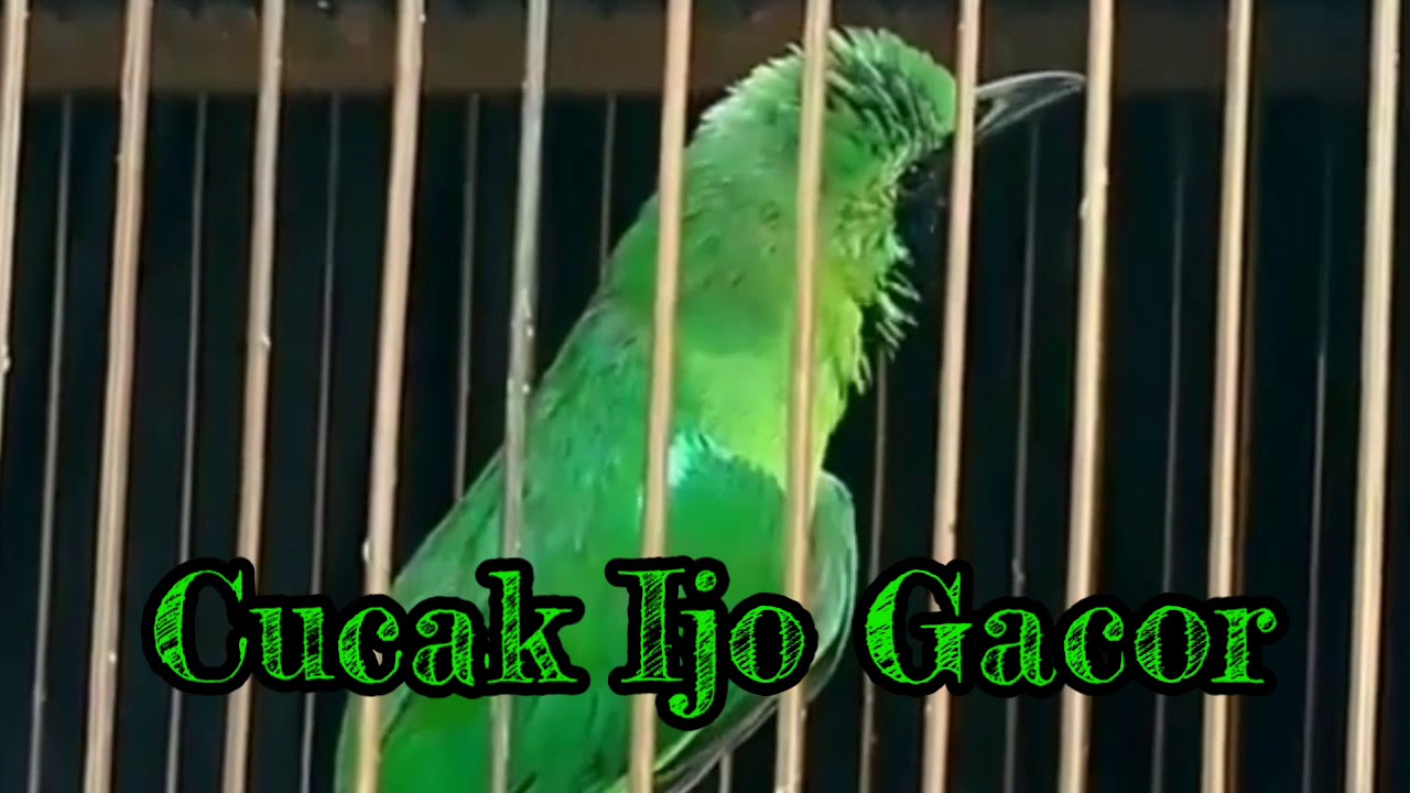 Cucak Ijo Gacor!!! 