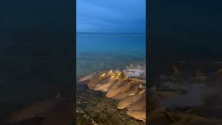 Close-Up Footage of Nurse Sharks as they Idle by a Shore