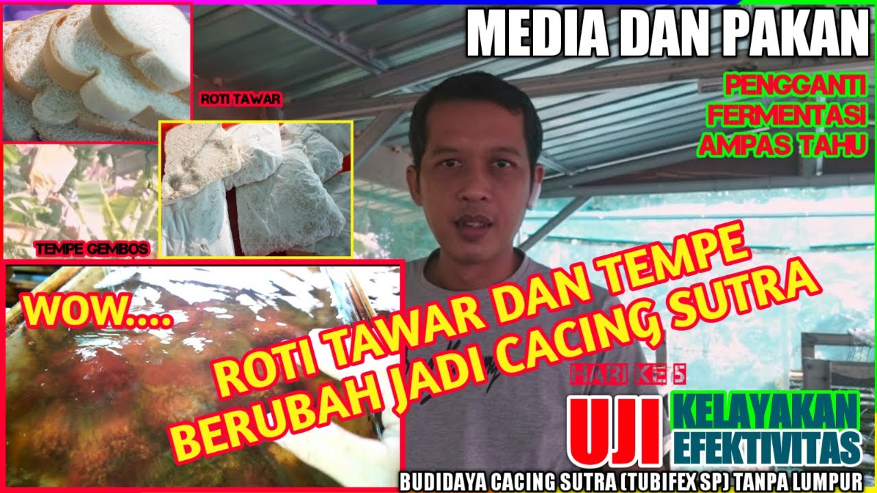 CARA JITU BUDIDAYA CACING SUTRA MENGGUNAKAN ROTI TAWAR DAN TEMPE GOEMBOS PADA SISTEM TANPA LUMPUR