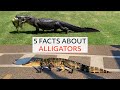 5 Facts About the Incredible Alligator