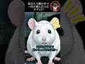 起きたら檻の中で→目の前に巨大なネズミ!