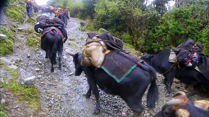 Bhutan, In Search of a Celestial Kingdom Part 1.Road to Merak, an Unchartered Land - DayDayNews