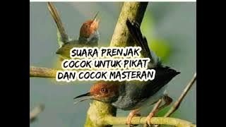 suara burung prenjak gacor. cocok untuk masteran dan pikatan