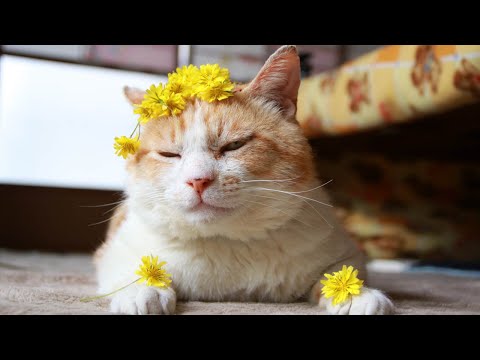 地縛の花のせ猫 210624