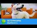 Ветеринары. Кошка, лягушка, овчарка, черепаха | Живая Планета