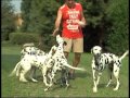 The Dalmatian - Pet Dog Documentary English