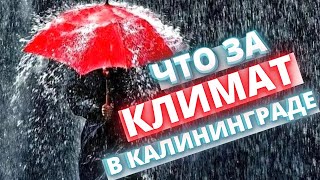 Что за климат в Калининграде/Переезд в 2022 году