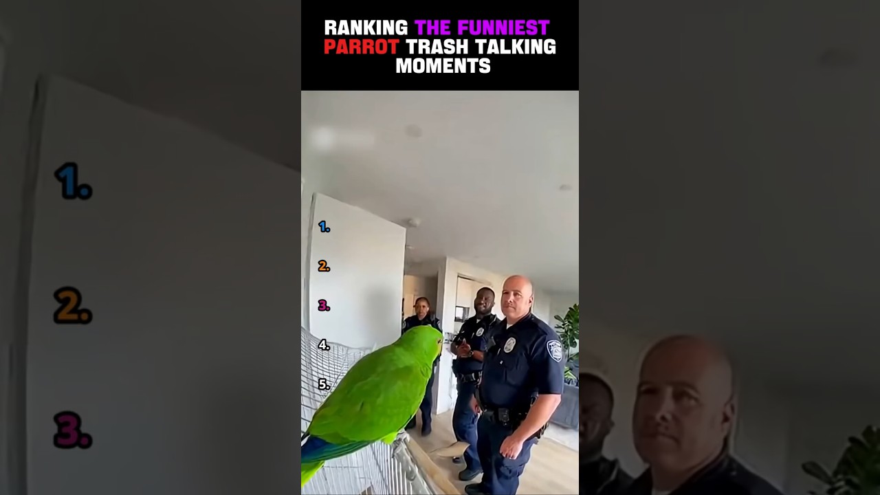 Ranking The Funniest Parrot Trash Talking Moments 