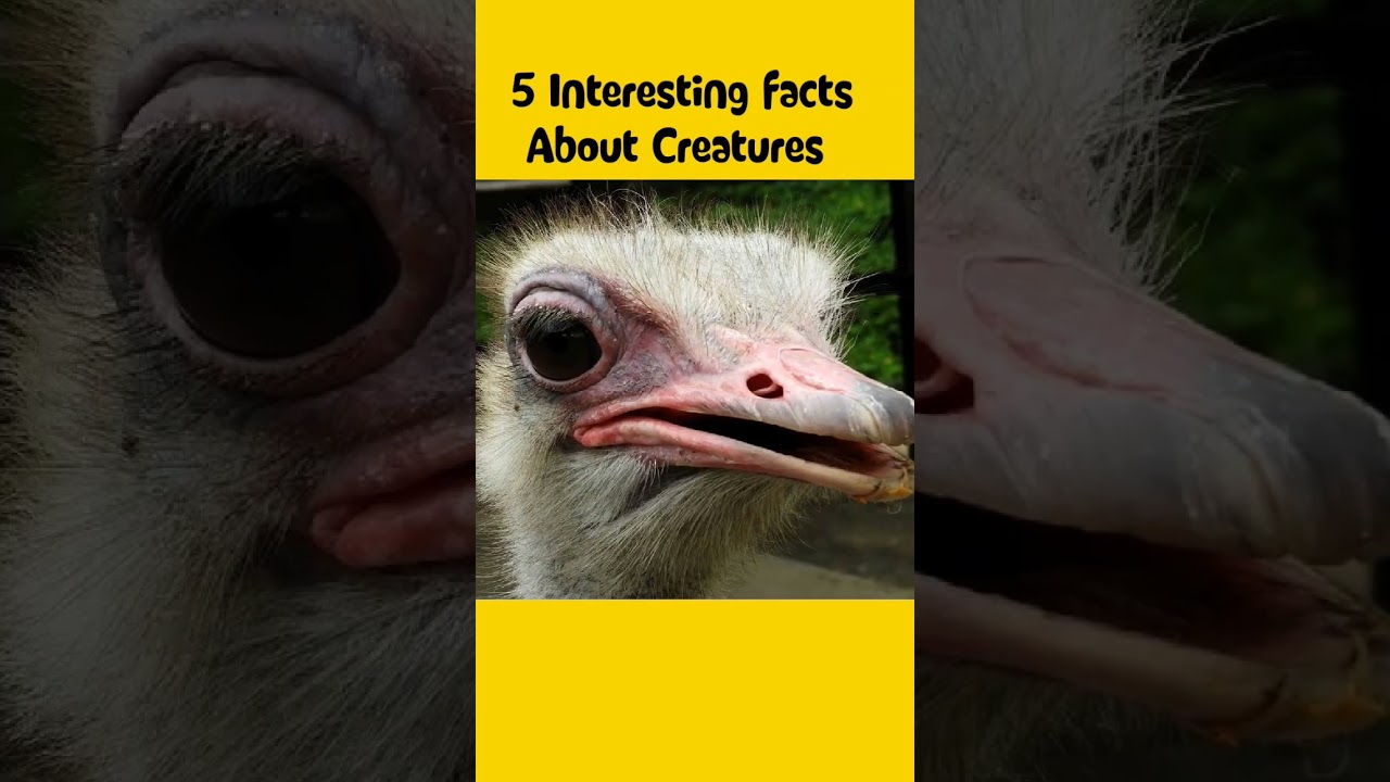 interestingfactsaboutcreatures,