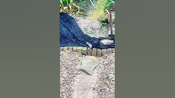 Bài học từ chú cá rô đồng