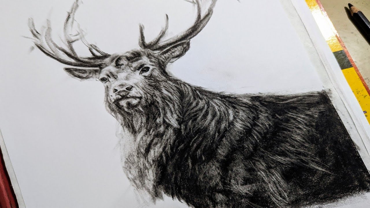 How to draw a deer realistically