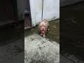💥AMERICAN BULLY LILAC TRIC AGITADO EN OLA DE CALOR DESPUES DE CAMINAR💥