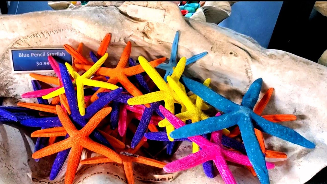 Austin Aquarium Store Shopping store of Austin Aquarium aquatic animals toys and soft toys