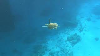 Relax with Sea Turtles - 10 minute Relaxation & Meditation with a compilation of Sea turtles.