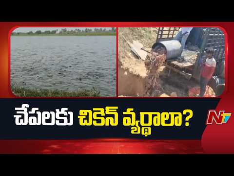 Chicken Waste Used as Fish Feed in Nellore? Shocking Aquaculture Claims | NTV Telugu - NTVTELUGU