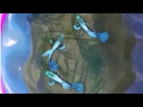 Video Cá Bảy Màu giống giá rẻ | Rồng Xanh Platinum - Rồng... - youtube