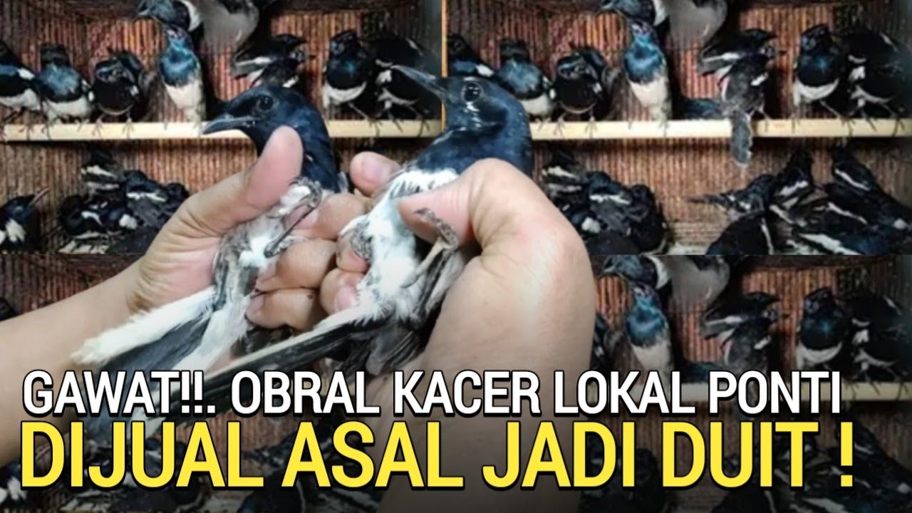 MULAI ANJLOK ! PULUHAN KACER PONTIANAK DIJUAL ASAL JADI DUIT PASAR BURUNG PRAMUKA LEWAT DULU