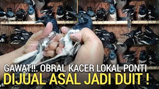 MULAI ANJLOK ! PULUHAN KACER PONTIANAK DIJUAL ASAL JADI DUIT PASAR BURUNG PRAMUKA LEWAT DULU