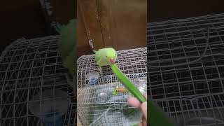 Casuuu Khao Casper Lunch Time