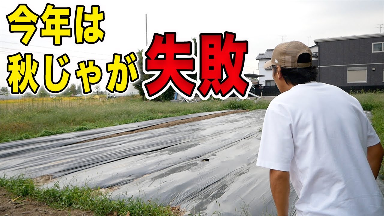 秋じゃが栽培に失敗　芽が出てこない