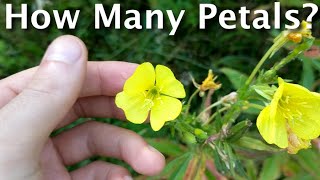 An Easy Way To Start Growing Your Plant Knowledge