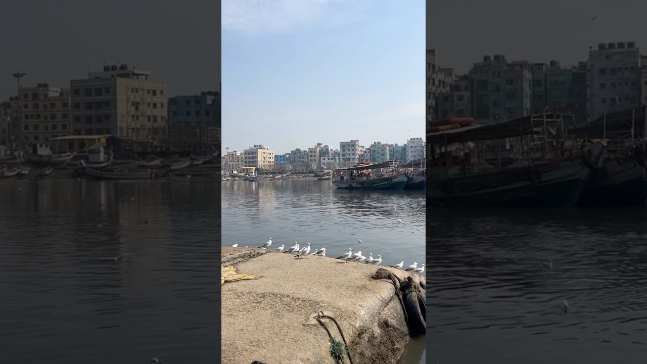 Bird Sounds 🐦 🕊️🐣 