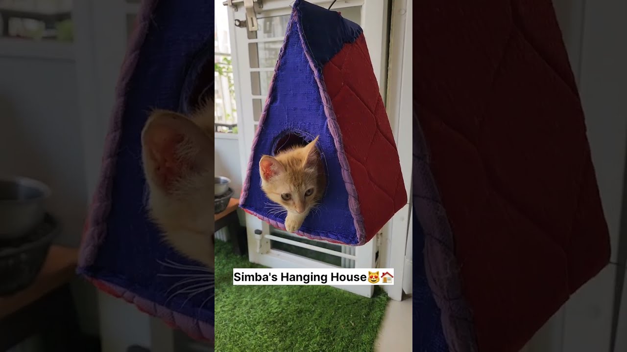 Simba's Hanging House🏠 - Bille Ke Maze Hai🤣