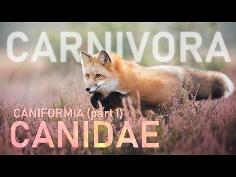 CARNIVORA I - Caniformia (part1) : Canidae 🐶